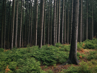 Obraz premium Rainy run in the woods of Moravian Karst