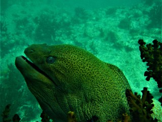 pacific moray