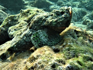 stone fish