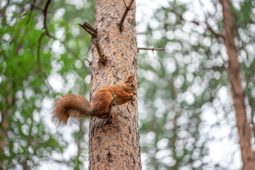 Squirrel sitting on the tree in forest or public park.