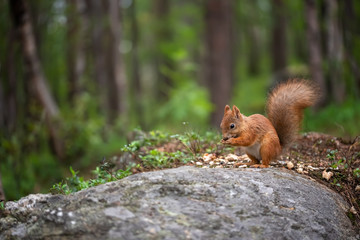 Naklejka na ściany i meble Squirrel sitting and eating on the stone in forest or park.