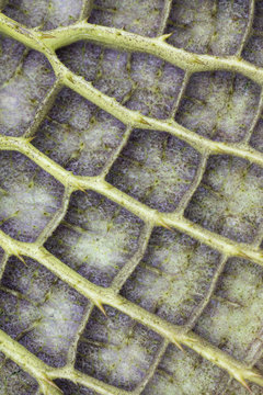 Underside Of Water Lilly Pad