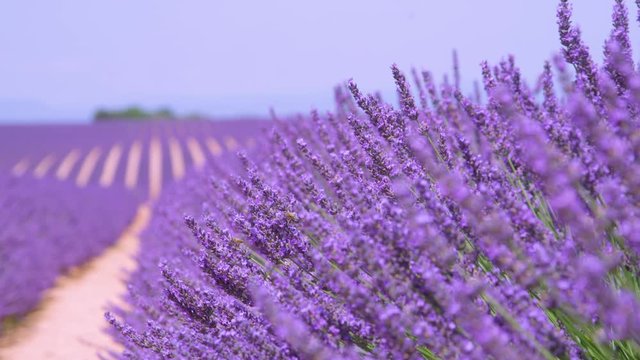 SLOW MOTION, CLOSE UP, DOF: Beautiful purple stalks of lavender gently move in the summer wind blowing across vast meadows in the picturesque French countryside. Breathtaking rural landscape in France