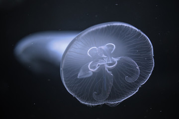 Naklejka na ściany i meble Sea Moon jellyfish in the deep dark blue water