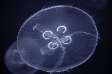 Obraz premium Sea Moon jellyfish in the deep dark blue water
