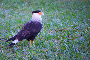 Carcará falcon in the middle of the fields