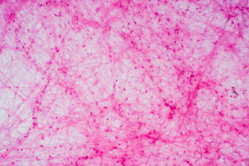 Areolar connective tissue under the microscope view.