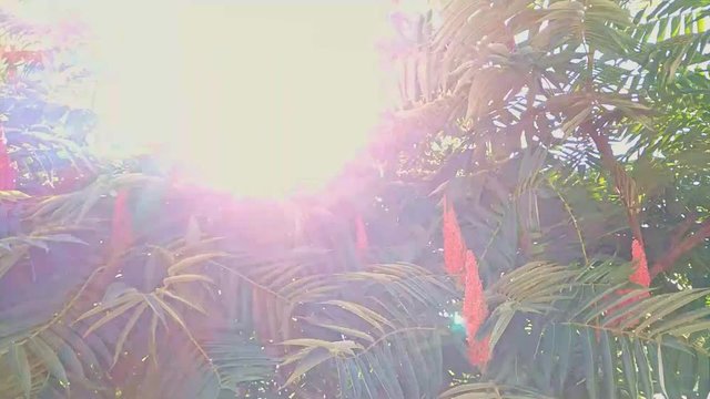 Close up exploring a sumac shrub with red fruits on it with the sun shining through the branches