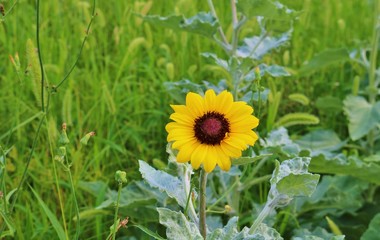 ひまわり　ミニヒマワリ　夏　杤木　公園