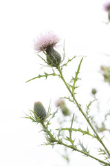 Thistle heads with buds on white background