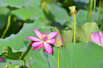 Blooming lotus flowers in the park