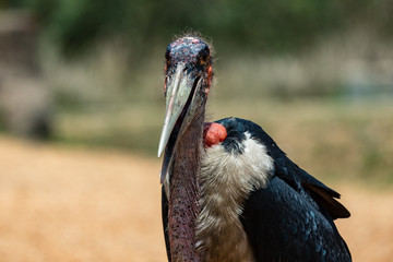 Marabou Stork Closeup