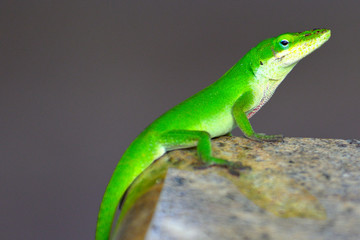 green lizard