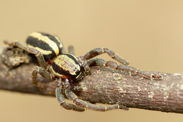 Image of gray wall jumper spider male (Menemerus bivittatus) on a brown tree branch. Insect. Animal. Salticidae.