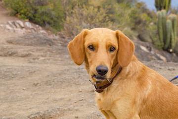 Lost dog in the mountain