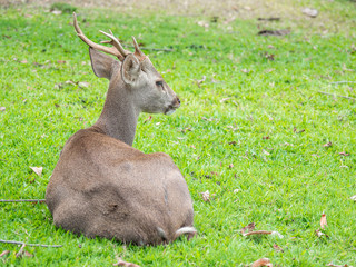 Deer are beautiful animals