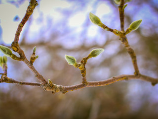 New buds in spring
