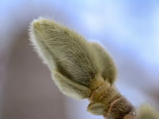 New growth in winter