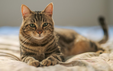 Fototapeta na wymiar Beautiful short hair cat lying on the bed at home