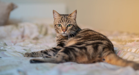 Naklejka na ściany i meble Beautiful short hair cat lying on the bed at home