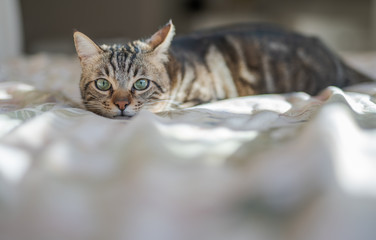 Beautiful short hair cat lying on the bed at home