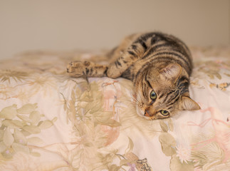 Beautiful short hair cat lying on the bed at home