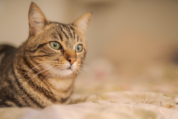 Beautiful short hair cat lying on the bed at home