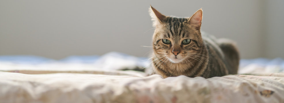 Beautiful short hair cat lying on the bed at home