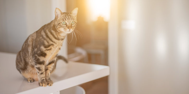 Beautiful short hair cat sitting on white table at home