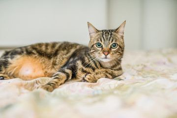 Fototapeta premium Beautiful short hair cat lying on the bed at home