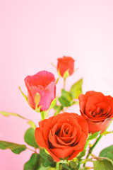 Red rose means love,pink rose means beautiful and kind,on pink background