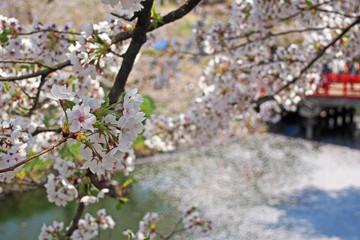 弘前桜祭り