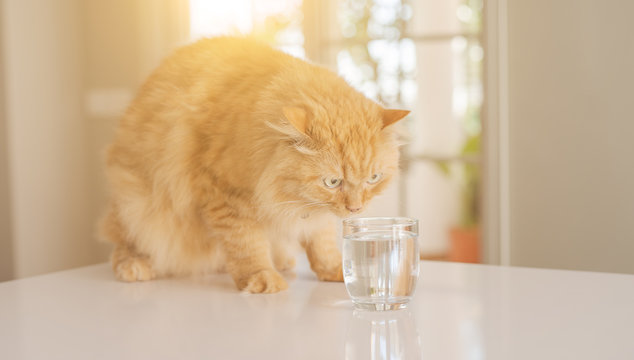 Beautiful ginger long hair cat sitting on kitchen table on a sunny day at home drinking water