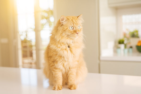 Beautiful ginger long hair cat lying on kitchen table on a sunny day at home