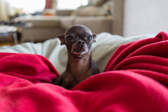 Beautiful and cute little chihuahua lying on blankets