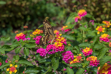 Swallowtail butterfly at lantana flowers
