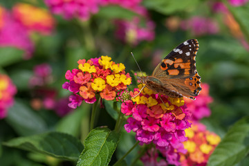 Painted lady feeding at lantana