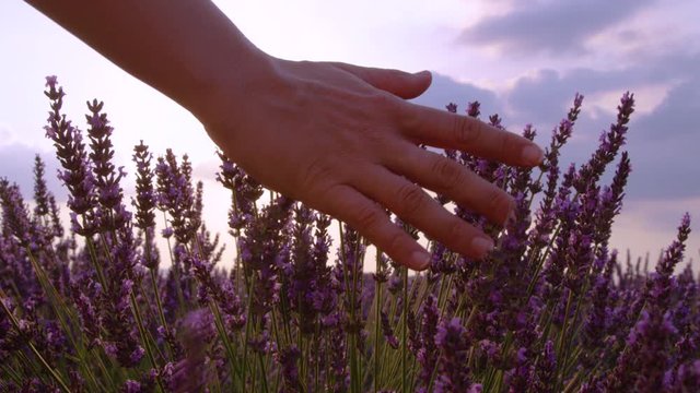 SLOW MOTION, CLOSE UP, SUN FLARE: Evening sun rays shine on the female's hand touching a lavender shrub on a beautiful summer morning. Unrecognizable person brushes their hand over the lavender.