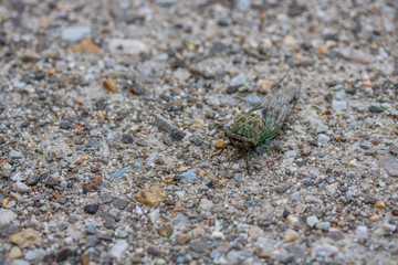 Cicada on dirt road