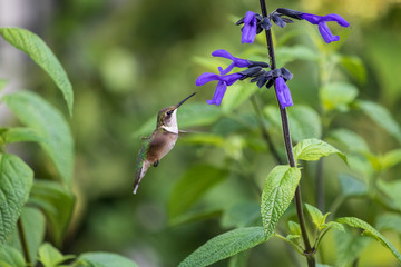Hummingbird at salvia flower