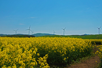横浜町菜の花フェスタ