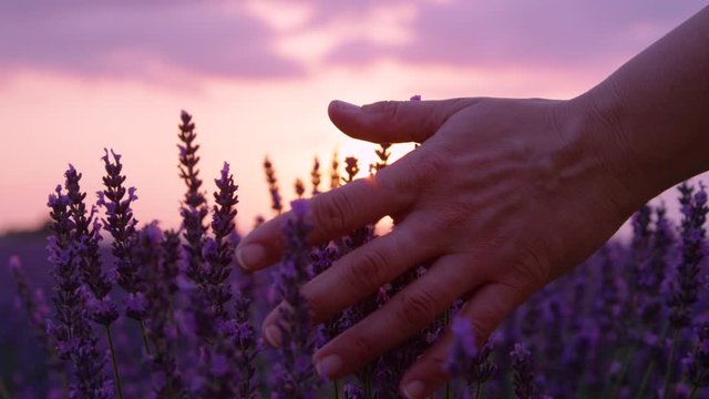 SLOW MOTION, LENS FLARE, CLOSE UP: Unrecognizable woman touches the aromatic blooming lavender stalks covering the picturesque French countryside. Golden sunbeams shine on endless fields of lavender