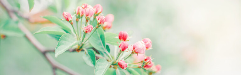 Beautiful macro of pink red wild apple cherry buds on tree branches with light green leaves. Natural floral background with copyspace. Banner header for website. Pale faded pastel colours.