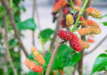 Fresh organic black and red mulberry fruit bunch on plant,selective focus