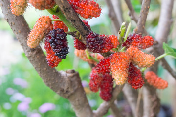 Fresh organic black and red mulberry fruit bunch on plant,selective focus