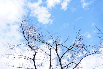 Dry tree with blue sky and white cloudy in sunny day,autumn season,nature background