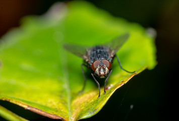 fly on leaf