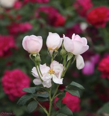 tulips in the garden