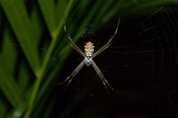 Spider