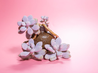 Succulent on a pink shade，Graptopetalum amethystinum